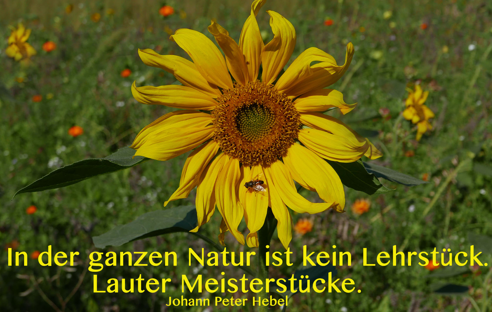 Startbild sonnenblume www P1140761